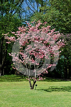 Cornus florida rubra, park SigurtÃÂ , Verona Italy photo